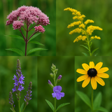 Light the Night - Firefly Habitat Seed Bombs