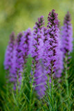 Dense Blazing Star Seed Bombs - Radical Roots Seed Bomb Company Inc.