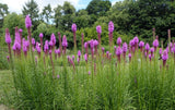 Dense Blazing Star Seed Bombs - Radical Roots Seed Bomb Company Inc.