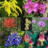 Blooms of British Columbia - Radical Roots Seed Bomb Company Inc.