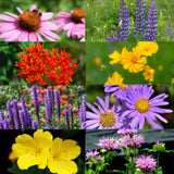Bee Zen - Radical Roots Seed Bomb Company Inc.