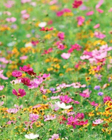 Mélange de fleurs