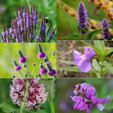Butterfly Garden - Radical Roots Seed Bomb Company Inc.
