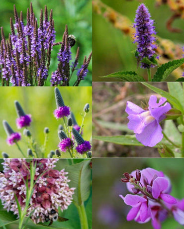 Jardin des papillons