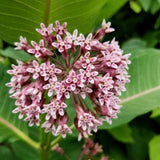 Common Milkweed - Radical Roots Seed Bomb Company Inc.