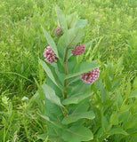 Common Milkweed - Radical Roots Seed Bomb Company Inc.