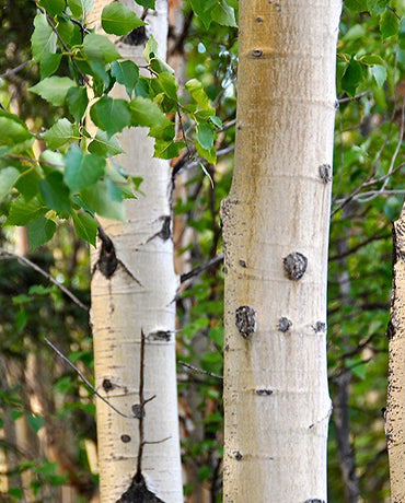 Paper Birch Tree Seed Bombs