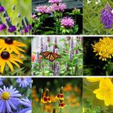 Prairie Flora - Radical Roots Seed Bomb Company Inc.