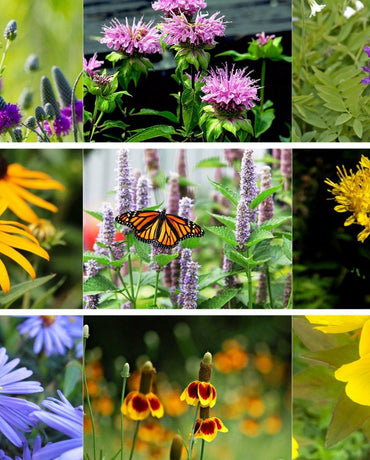 Flore des Prairies