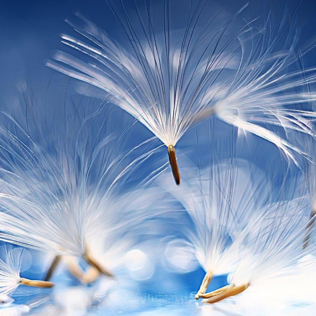 Stratification des fleurs sauvages – Radical Roots Seed Bomb Company Inc.