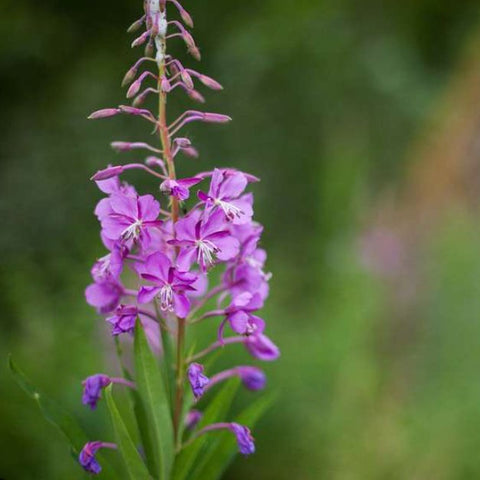 Fireweed Seed Bombs - Radical Roots Seed Bomb Company Inc.