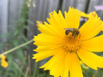 Lance Leaf Coreopsis Seed Bombs - Radical Roots Seed Bomb Company Inc.