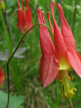 Wild Columbine Seed Bombs