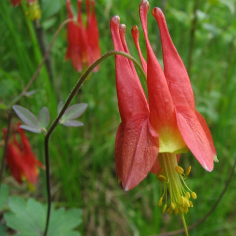 Wild Columbine Seed Bombs - Radical Roots Seed Bomb Company Inc.