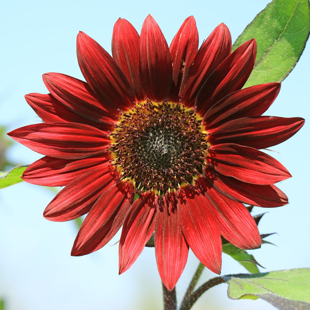 red sunflowers cover photo